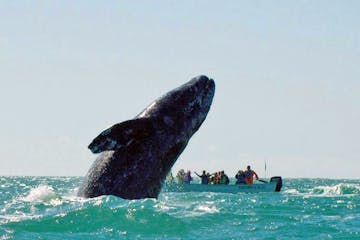a whale jumping