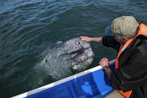 Petting a Grey Whale
