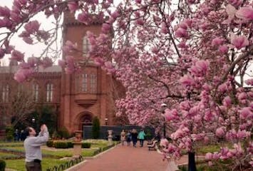 Cherry blossoms in front of the Smithsonian