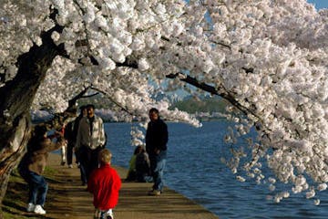 Cherry Blossoms shading the path along the basin