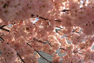 Pink Cherry Blossoms in front of the Tidal Basin