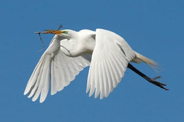 An egret flying with a twig in its beak