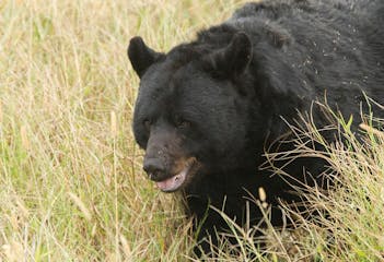 Black Bear Outer Banks