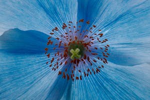 Himalyan Blue Poppy