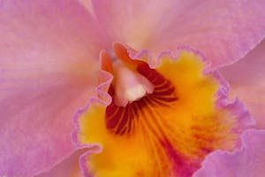 Cattleya Orchid, Smithsonian Collection