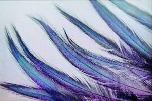 Feathers on a Lightpad