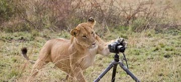 a lion playing with a camera on a tripod