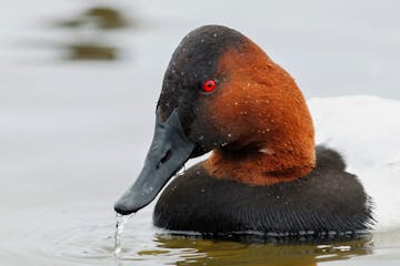 Duck, Blackwater Wildlife Refuge