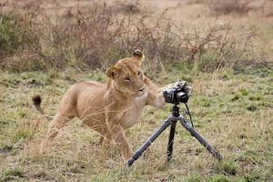 a lion playing with a camera