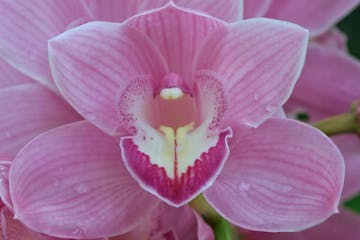 Cymbidium Orchid, U.S. Botanic Garden