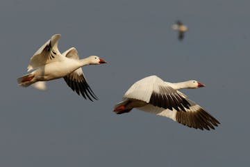 Geese at Bombay Hook NWR