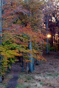 Fall Foliage, Balls Bluff National Battlefield Park, Leesburg, VA