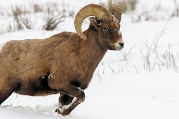 Bighorn Sheep, Jackson Hole, Wyoming