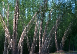 Birch Trees abstract