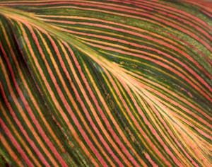 Closeup of a colorful leaf