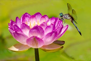 Dragonfly & Waterllily, National Arboretum, Washington,. DC