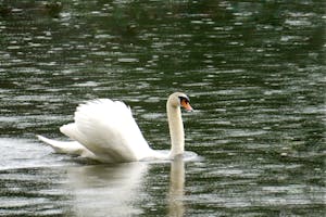 Swan, Lake of the Woods, Locust Grove, VA