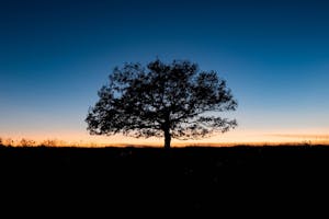 Tree at Sunset, Big Meadows, Shenandoah National Park