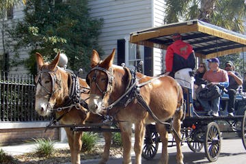 brown mules pulling a carriage group tour