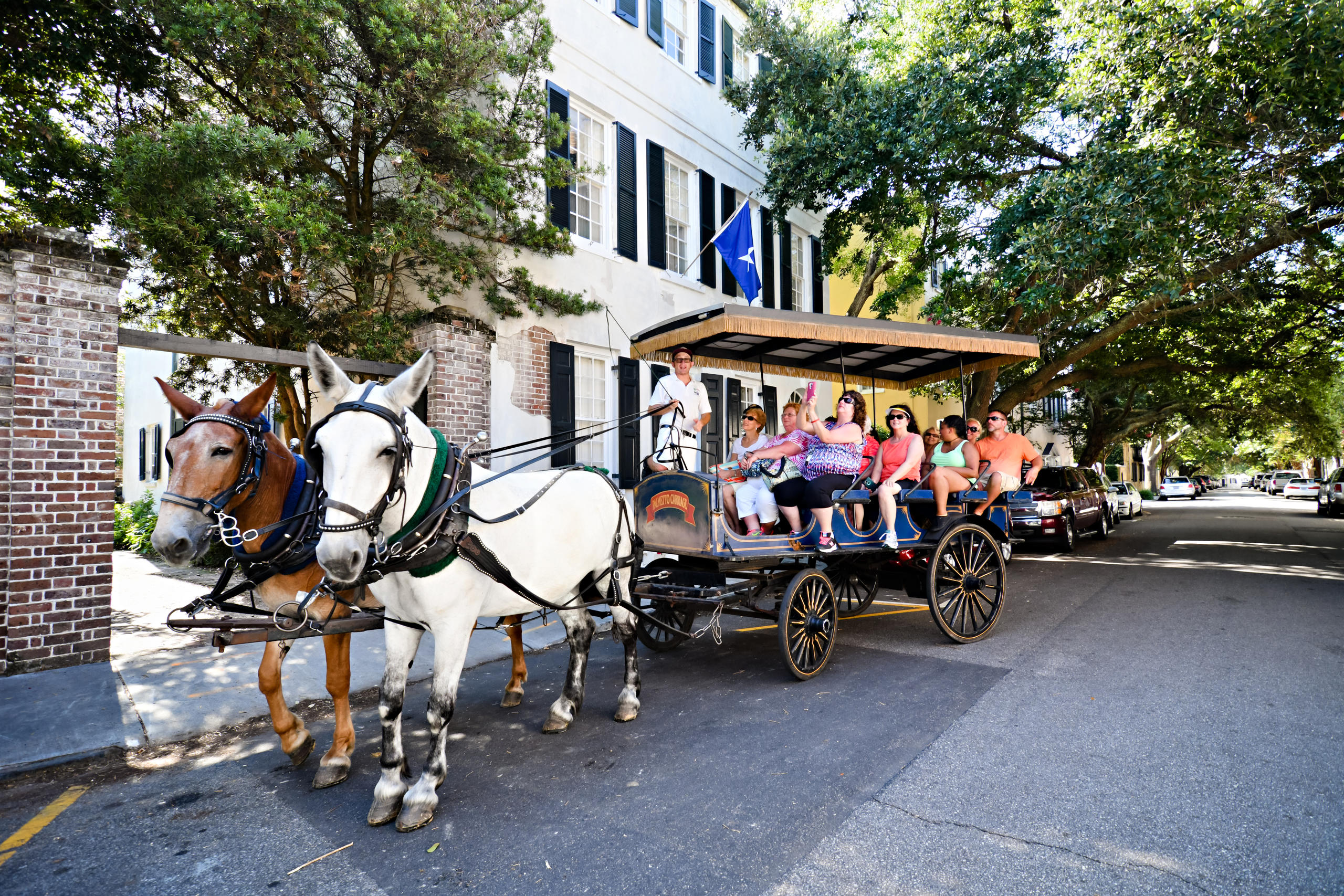 palmetto horse carriage tours