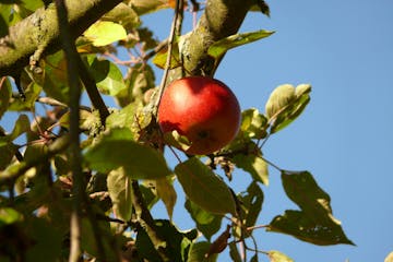 Wanderung als Rundtour durch die Streuobstwiesen Wiesbadens Dörfer zu alten und lokalen Apfelsorten. Pomologie direkt vor der Haustür – und Wissenswertes über Apfelsorten für Allergiker und welcher Apfelsaft wirklich gesund ist.