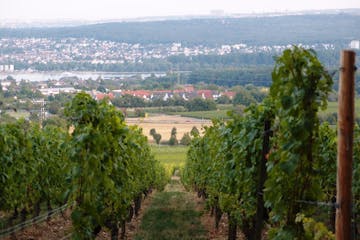 Erfahren Sie auf der Rundwanderung durch den Rheingau alles Wichtige über die Weinbaugeschichte.