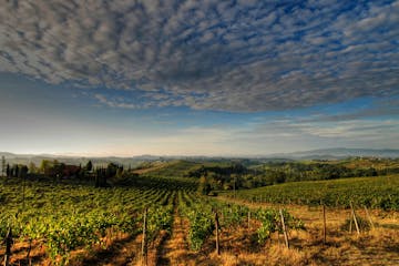 Brunello vineyard in Tuscany