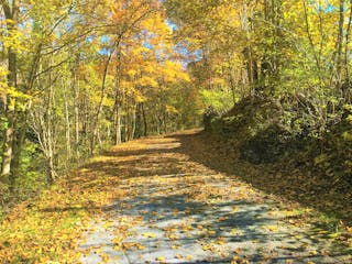 The scenic trail with trees on both sides