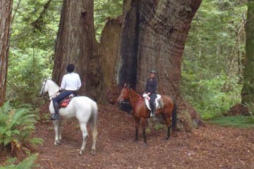 Horseback riding through California's redwood forests