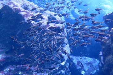 A school of fish swimming in the grotto