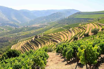 Douro Valley Tour - 2 Wineries and Lunch