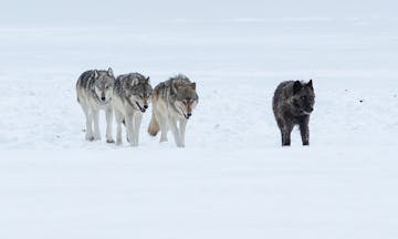 a wolf walking on a snow covered field