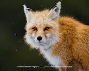 a close up of a fox