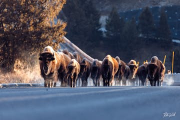 a herd of cattle standing on top of a snow covered road