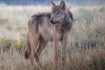 a wolf that is standing on a dry grass field