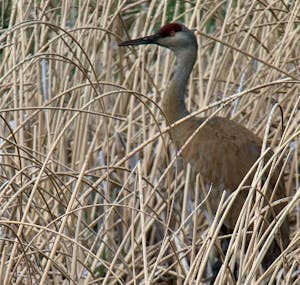 A sandhill crane wades through wetland grasses.