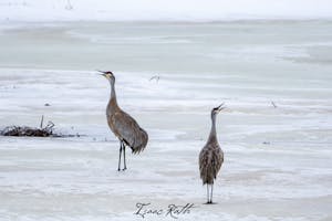 Sandhill cranes dance atop frozen wetlands in spring.