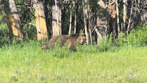 A familiar bear with cubs stand in lush greenery in Yellowstone National Park.