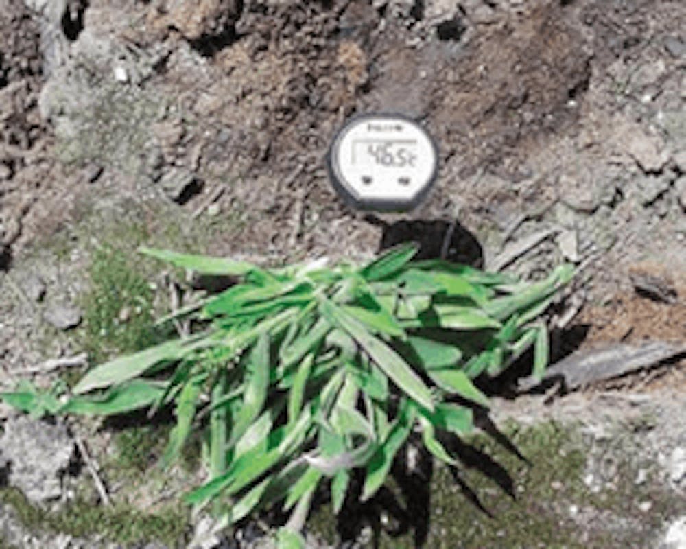 A thermometer demonstrates hot soil that hot springs panic grass is growing in sucessfully.