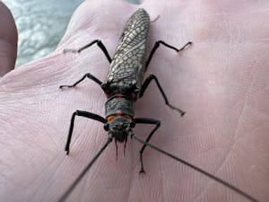 An adult salmonfly sits atop a hand.