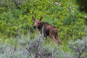 By photographing wild animals like this moose calf from a distance, visitors can help protect baby wildlife.