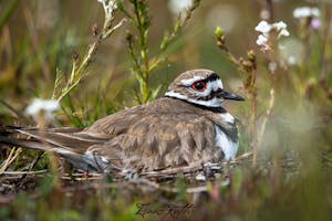 Nesting killdeer, a type of bird, are an example of animals sensitive to disturbance while rearing offspring.
