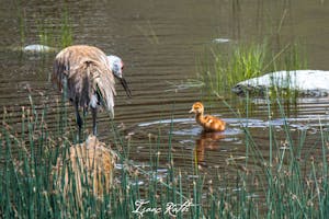 Purchase a wildlife photography tour with Yellowstone Wild Tours and capture amazing images like this sandhill crane adult and colt.