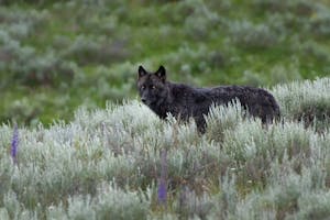 Wolves and bears often battle over carcasses of bison and other animals in Yellowstone National Park - particularly in the park's Northern Range near Gardiner, MT.