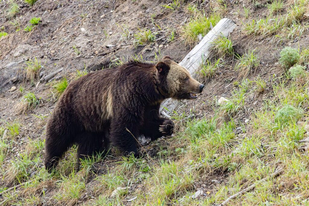 Searching for grizzly bears in autumn in Yellowstone takes visitors to high-elevation slopes where the bears search for moths and other food sources.