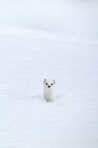 White weasels are among many animals guests might see on a trip with Yellowstone Wild Tours.