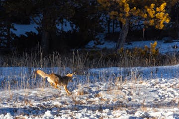 Hunting coyotes are one of the many wild animals guests see while on tour in winter in Yellowstone National Park.