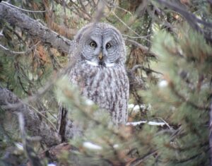 Among other wildlife sightings great gray owls can be found on winter tours in Yellowstone with Yellowstone Wild Tours, like this great gray owl posing in a lodgepole pine tree.