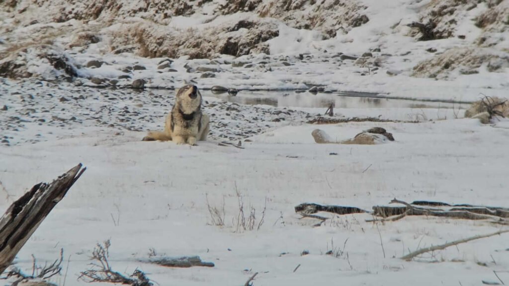 A wild wolf howls as witnessed by Yellowstone Wild guests on tour in Yellowstone National Park.