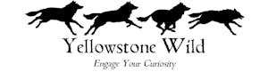 yellowstone wildlife tour